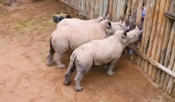 Baby Rhinos Cry For Milk
